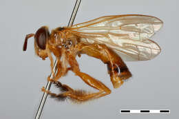 صورة <i>Ubristes ictericus</i>