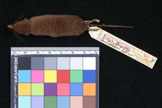 Image of San Cristobal Shrew