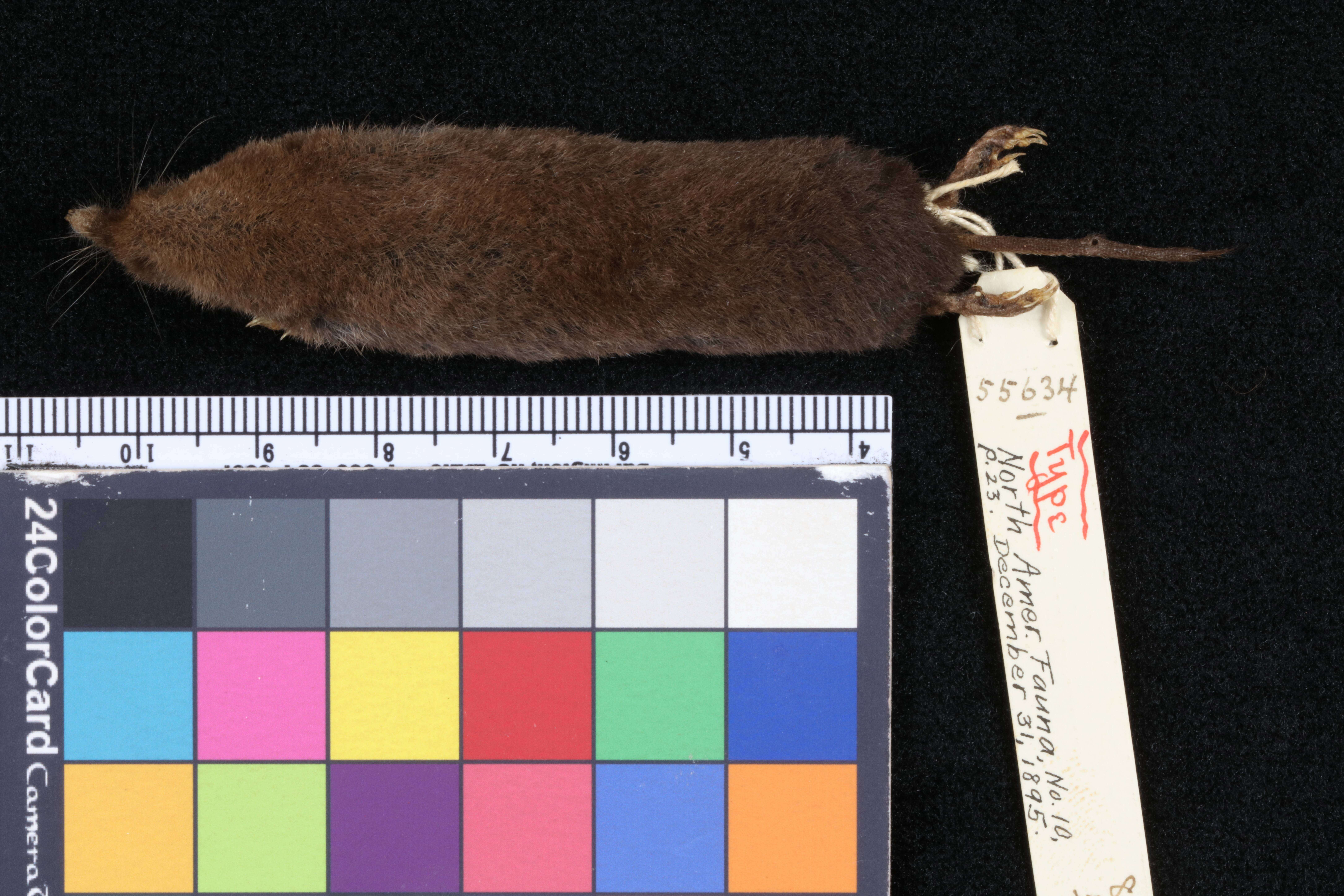 Image of Grizzled Mexican Small-eared Shrew