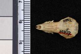 Image of Nelson's Small Eared Shrew