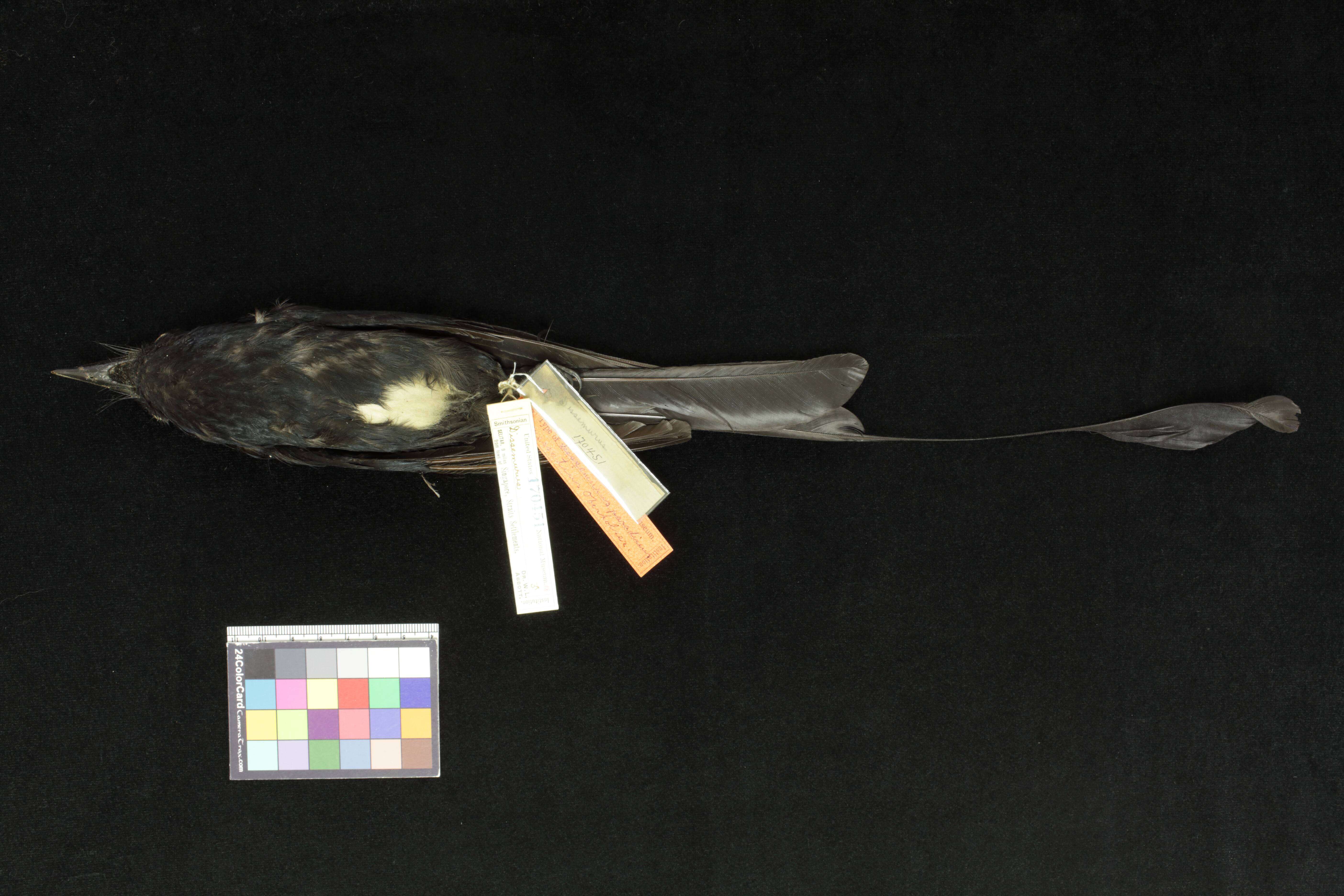 Image of Greater racket-tailed drongo