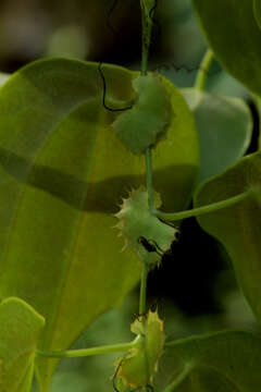 Passiflora guatemalensis S. Wats. ex W. T. Brigham的圖片