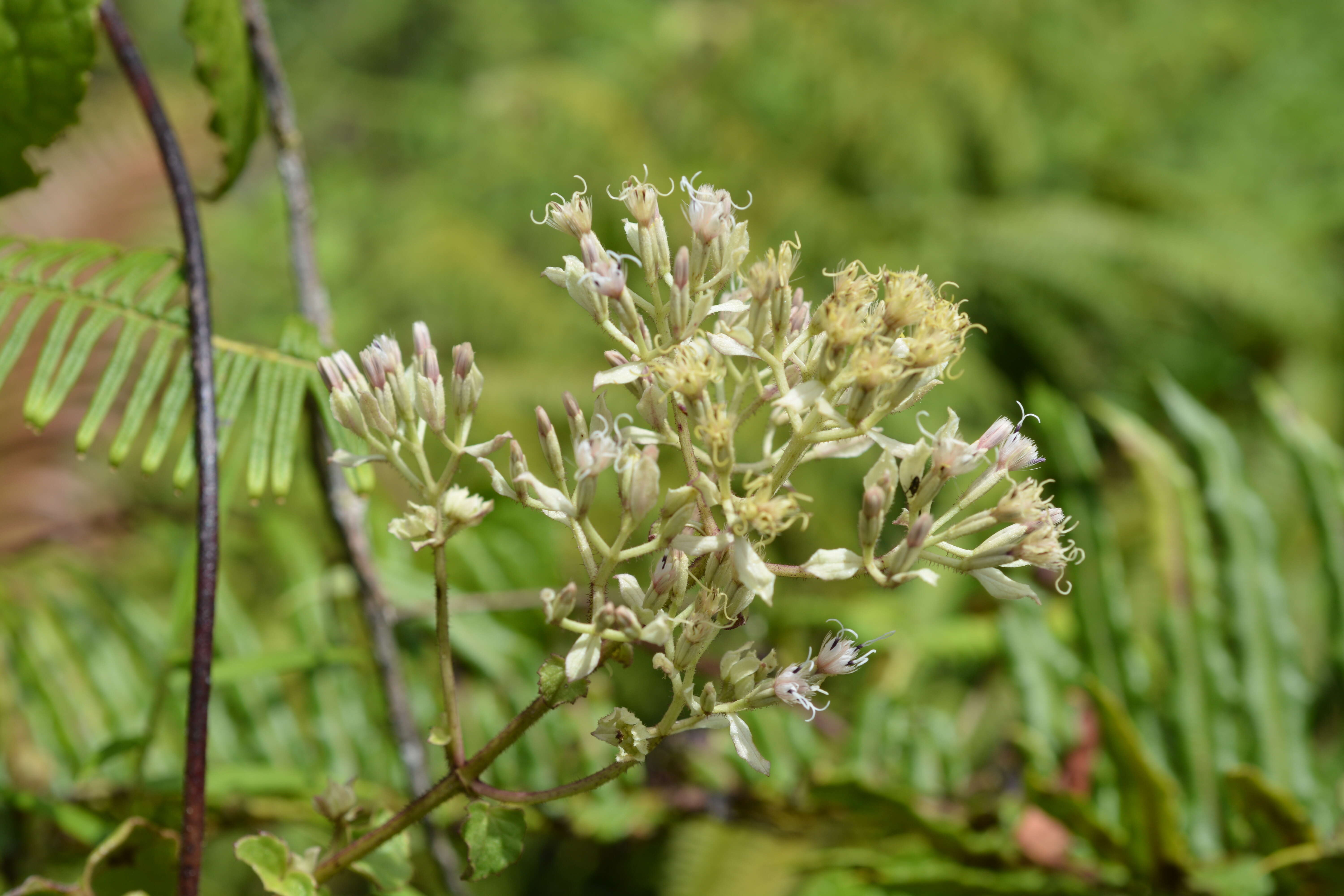 Image of fragile hempvine