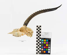 Image de Gazella leptoceros leptoceros (F. Cuvier 1842)