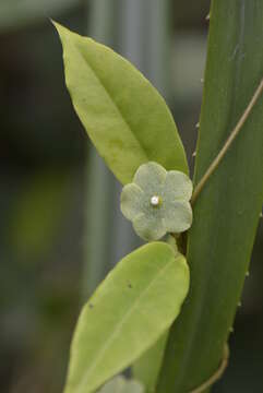 Image of San Lorenzo milkvine