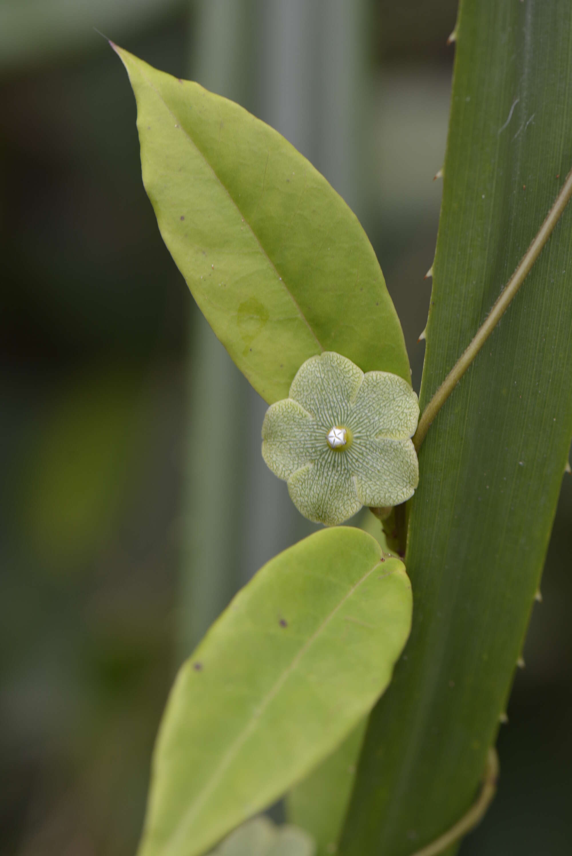 Image of San Lorenzo milkvine