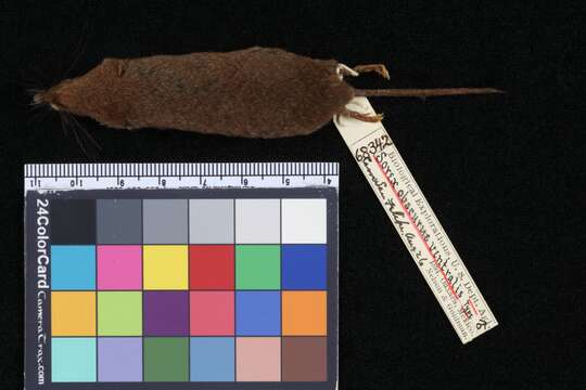 Image of Chestnut-bellied Shrew