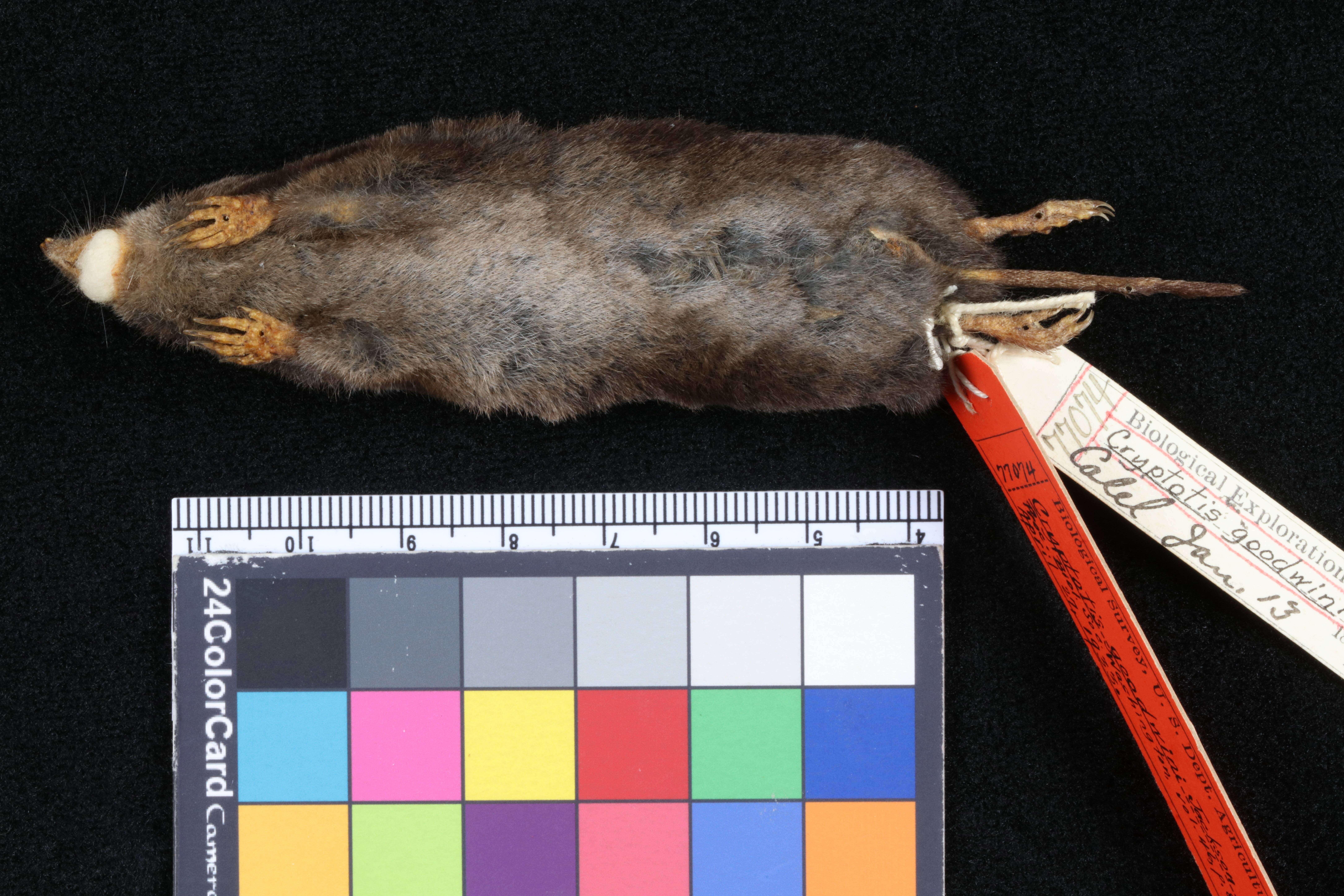 Image of Goodwin's small-eared shrew