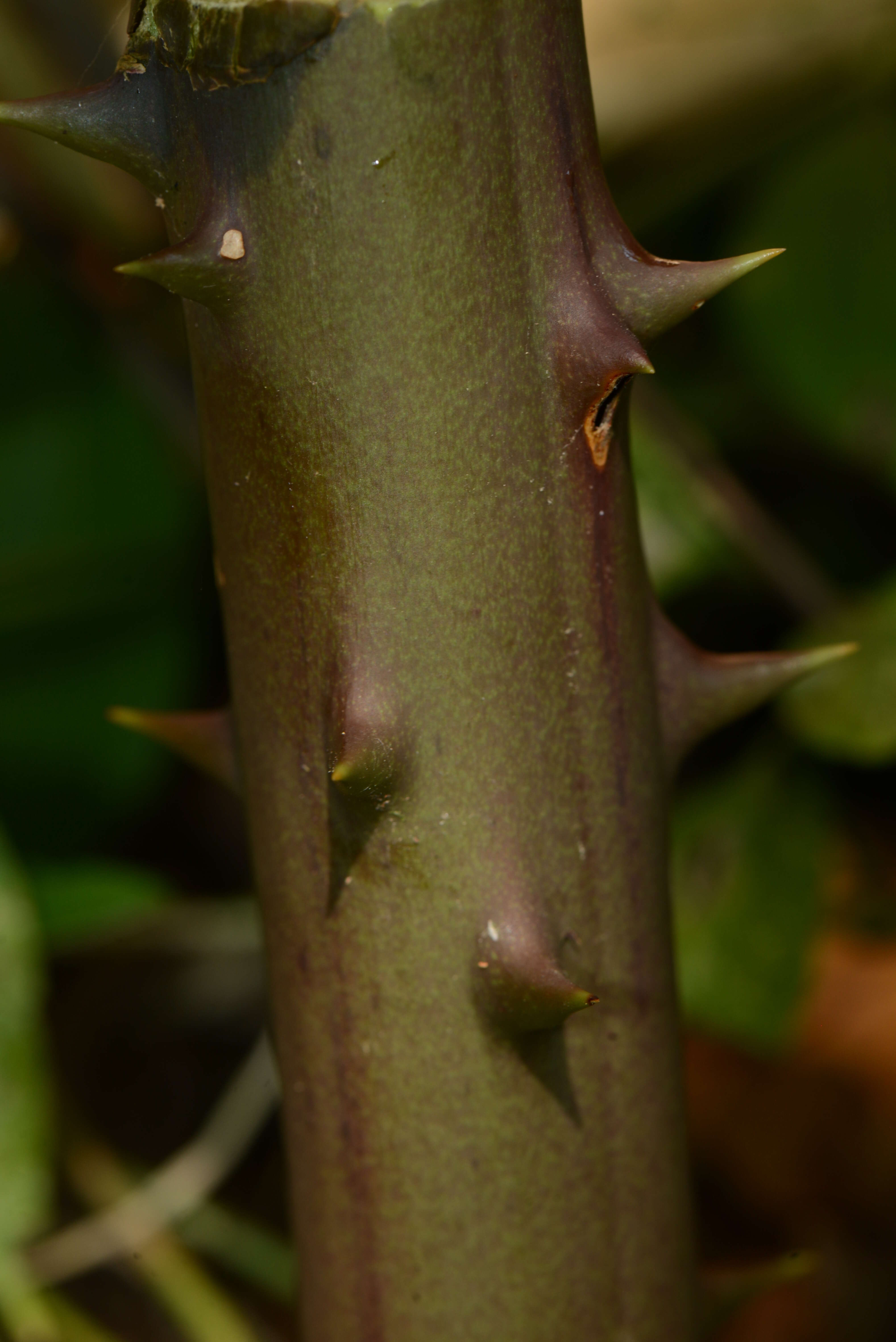 Image de Smilax L.