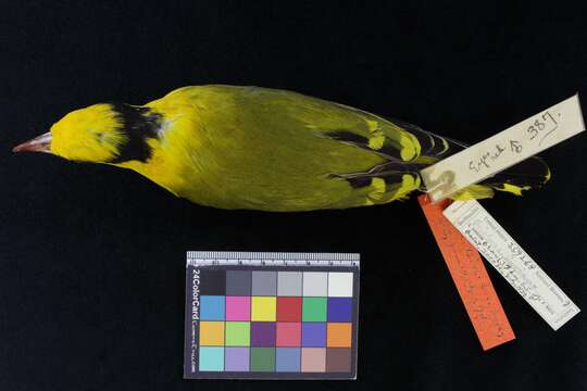 Image of Black-naped Oriole