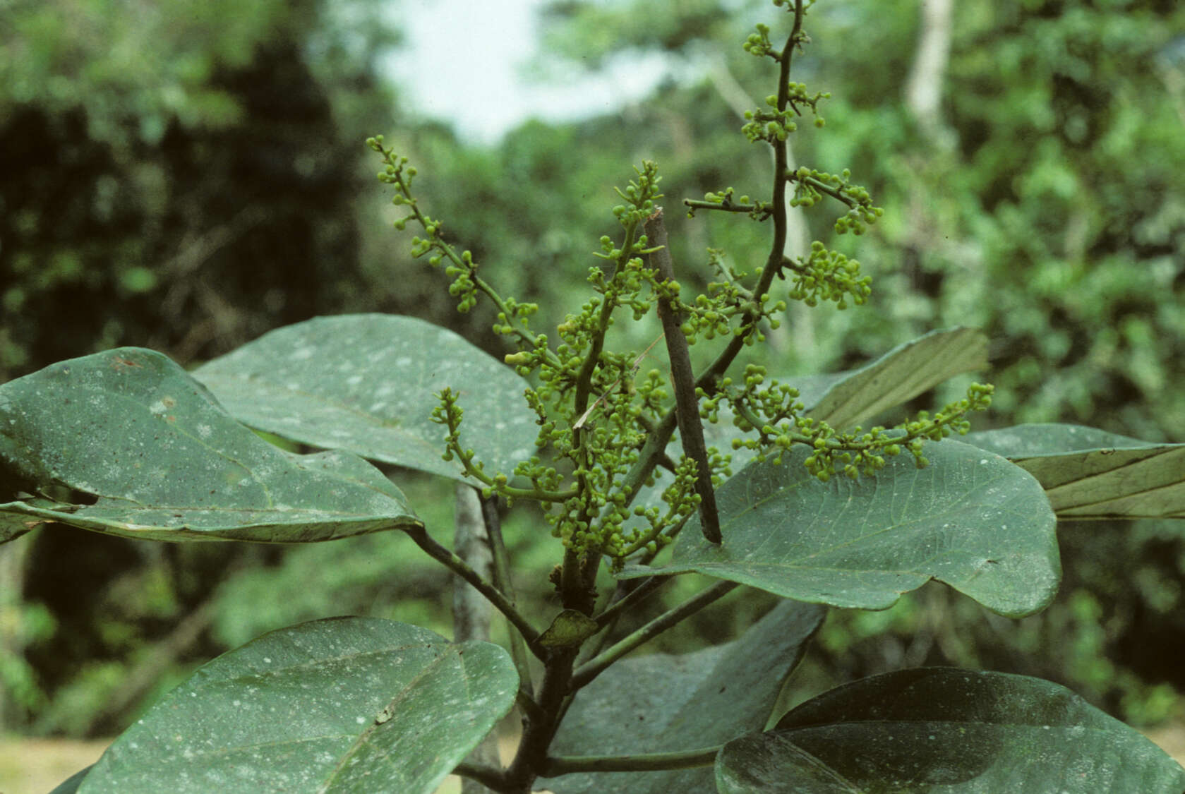 Image of Omphalea diandra L.