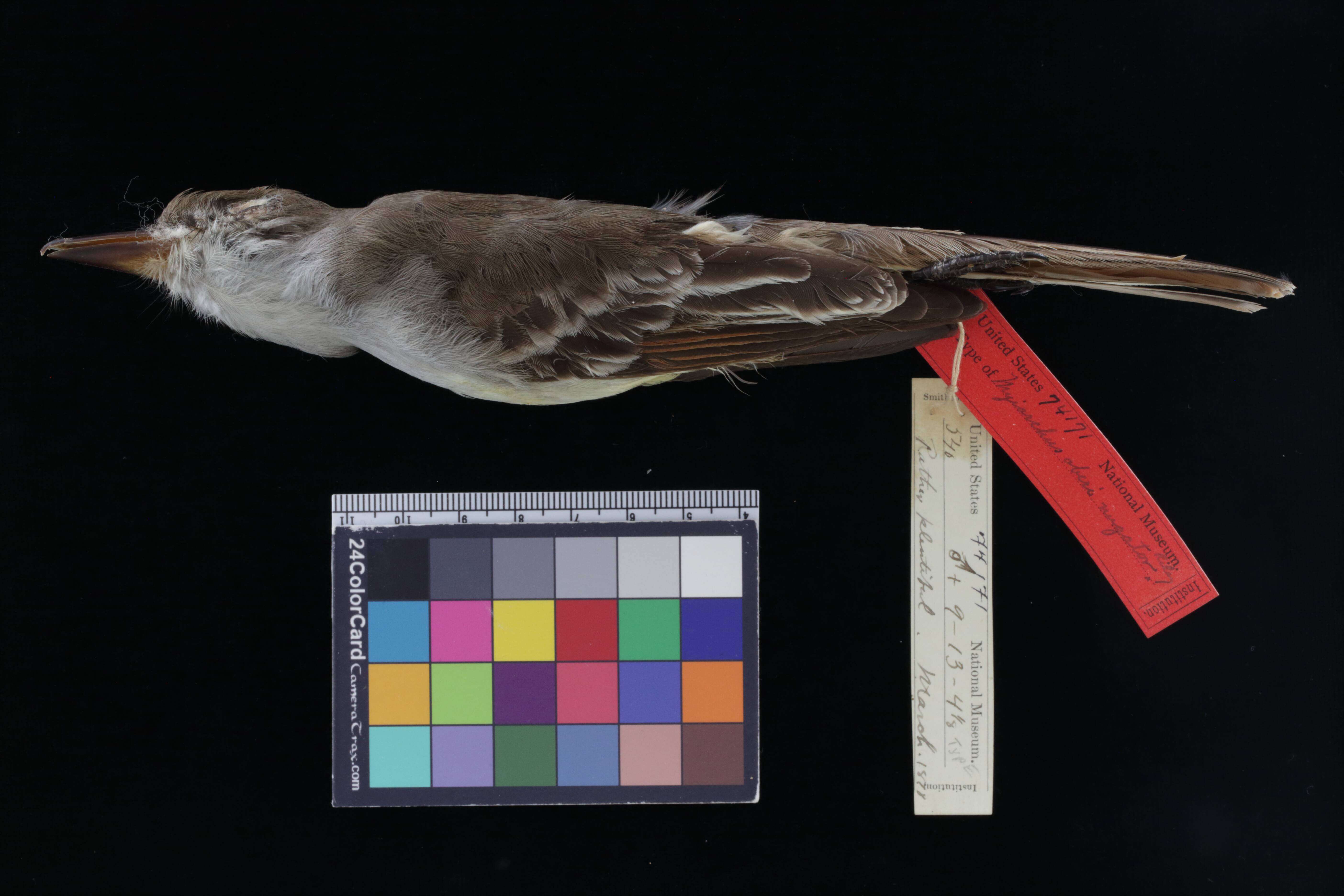 Image of Grenada Flycatcher