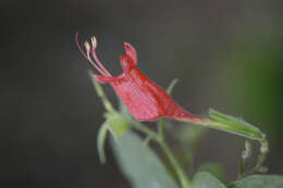 Imagem de Ruellia inflata Rich.