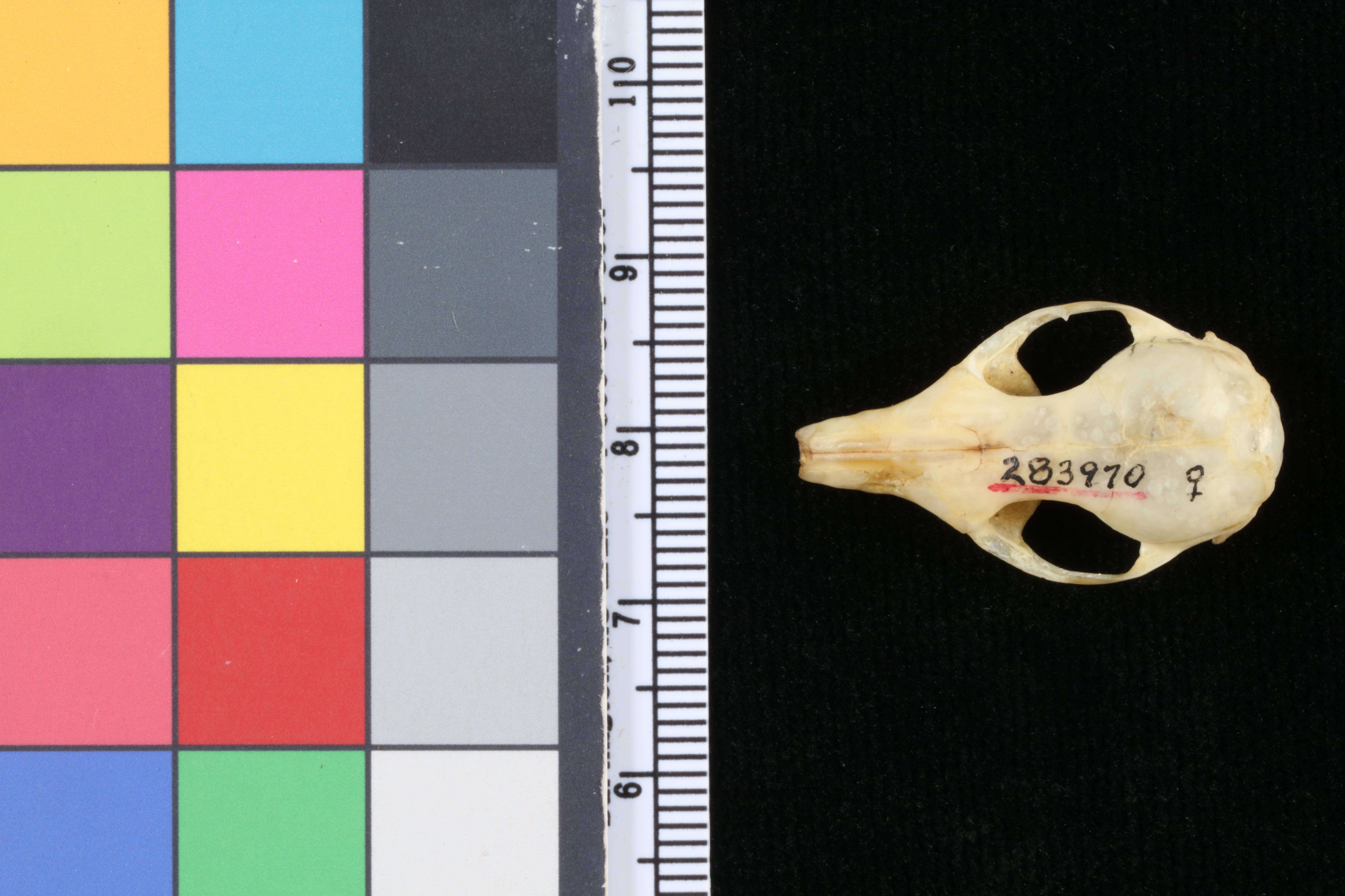 Image of false antechinus