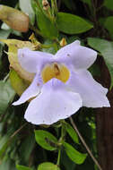 Image of Bengal clock vine