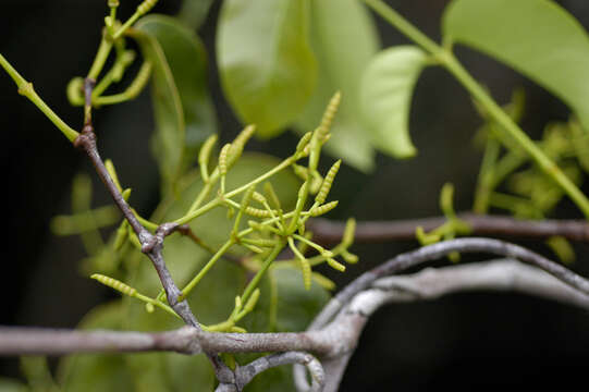 Gnetum urens (Aubl.) Blume resmi