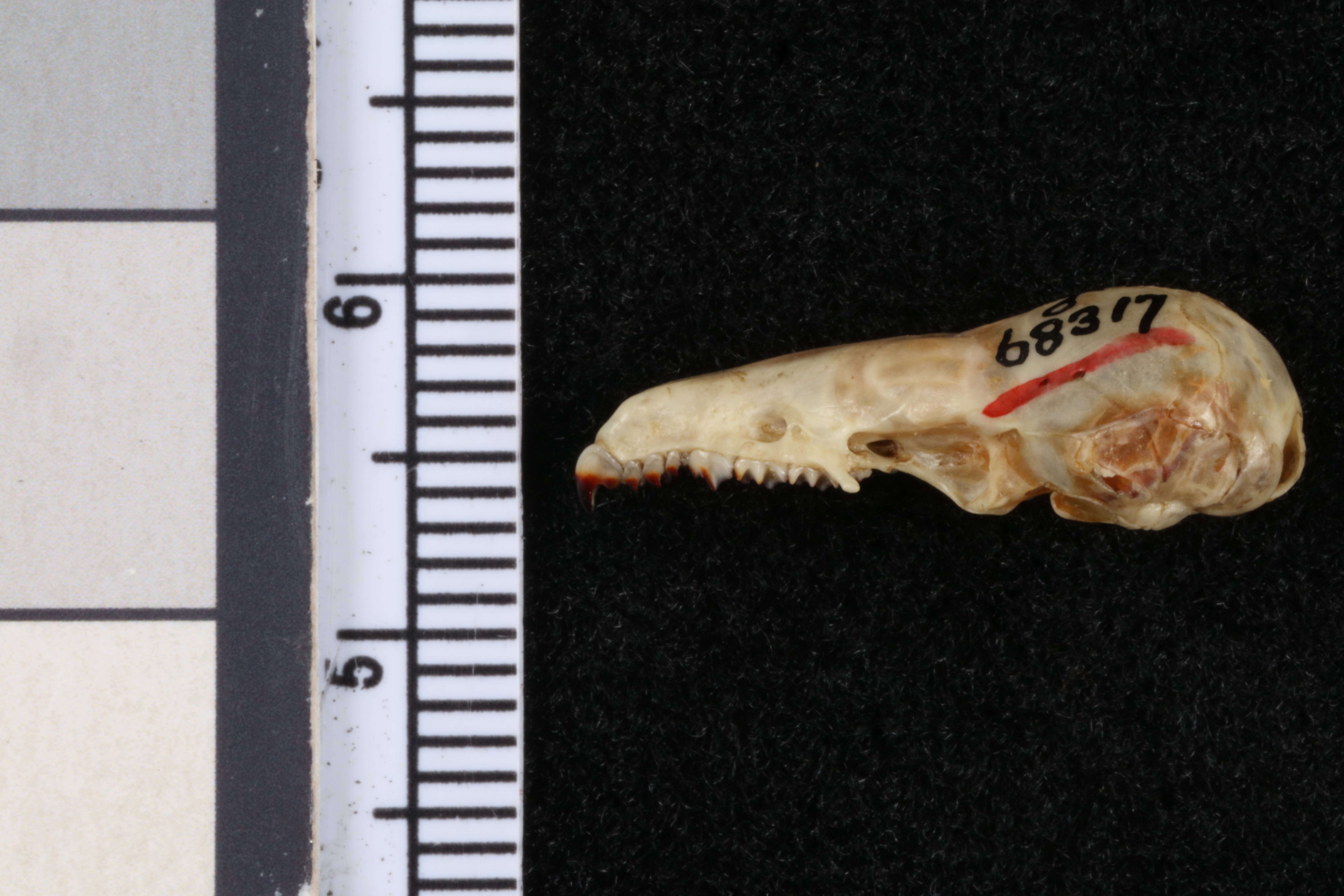 Image of Oaxacan Broad-clawed Shrew
