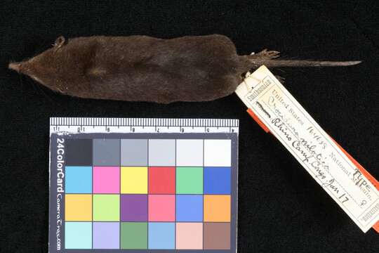 Image of African Black Shrew