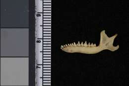 Scapanus latimanus dilatus True 1894 resmi