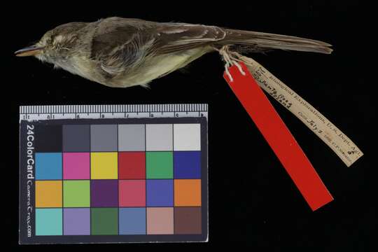 Image of Empidonax difficilis insulicola Oberholser 1897