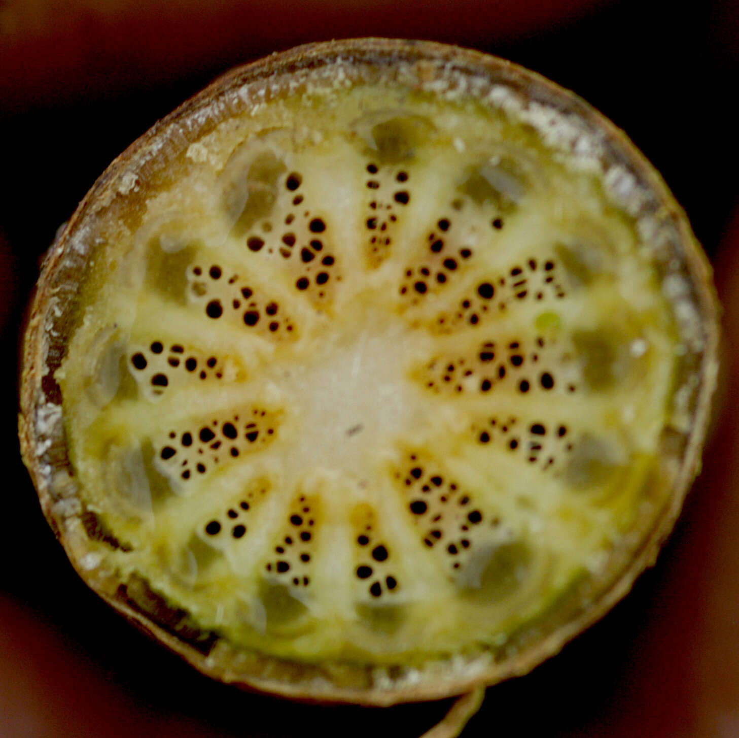 Image of Odontocarya wullschlaegelii (Eichl.) Barneby