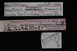 Image of Sorex veraepacis chiapensis Jackson 1925