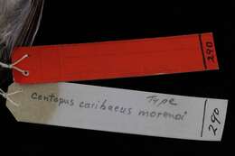 Image of Contopus caribaeus morenoi Burleigh & Duvall 1948