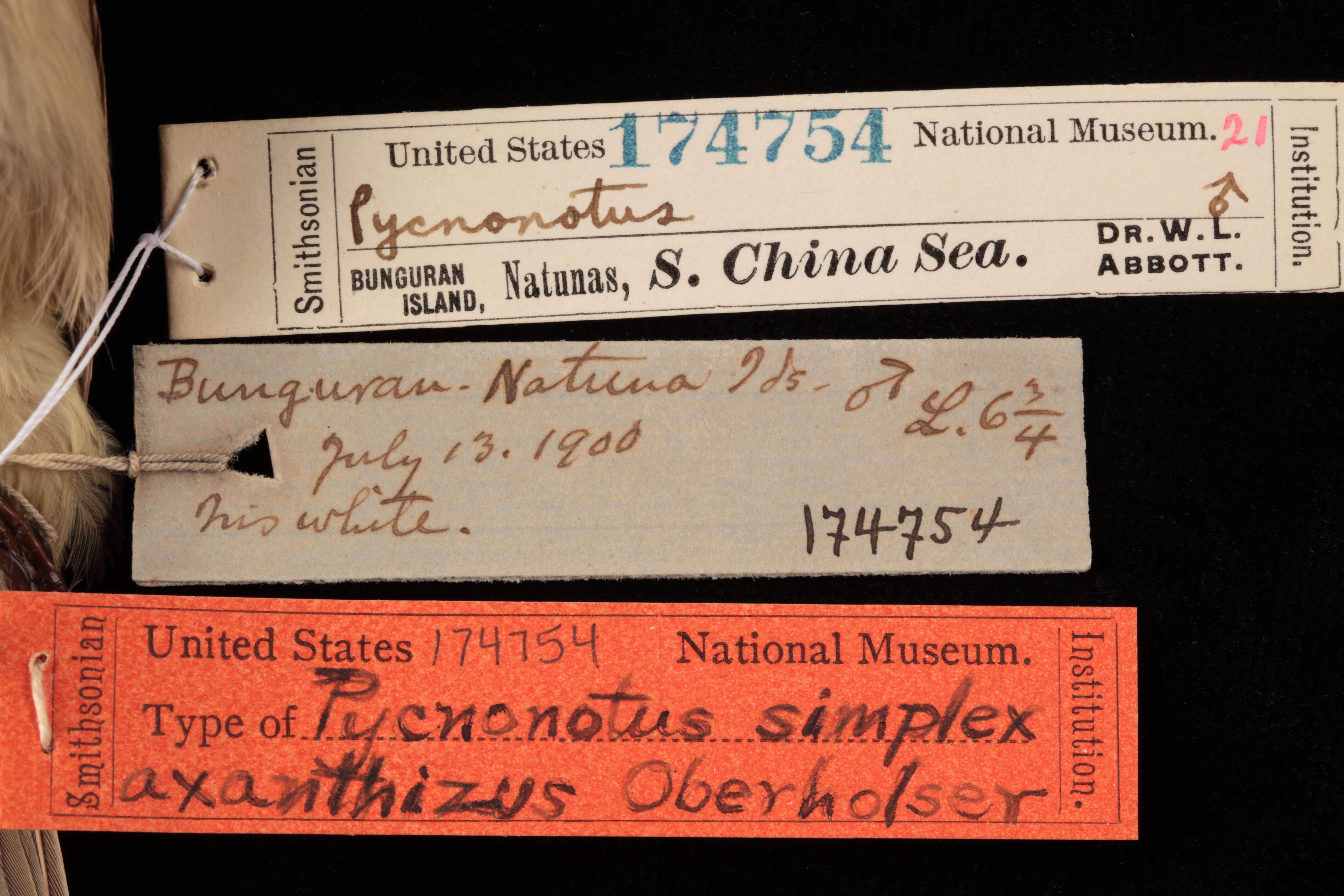 Image of Pycnonotus simplex halizonus Oberholser 1917