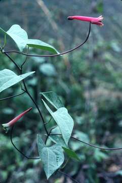 Image of Tropaeolum cuspidatum Buchen.