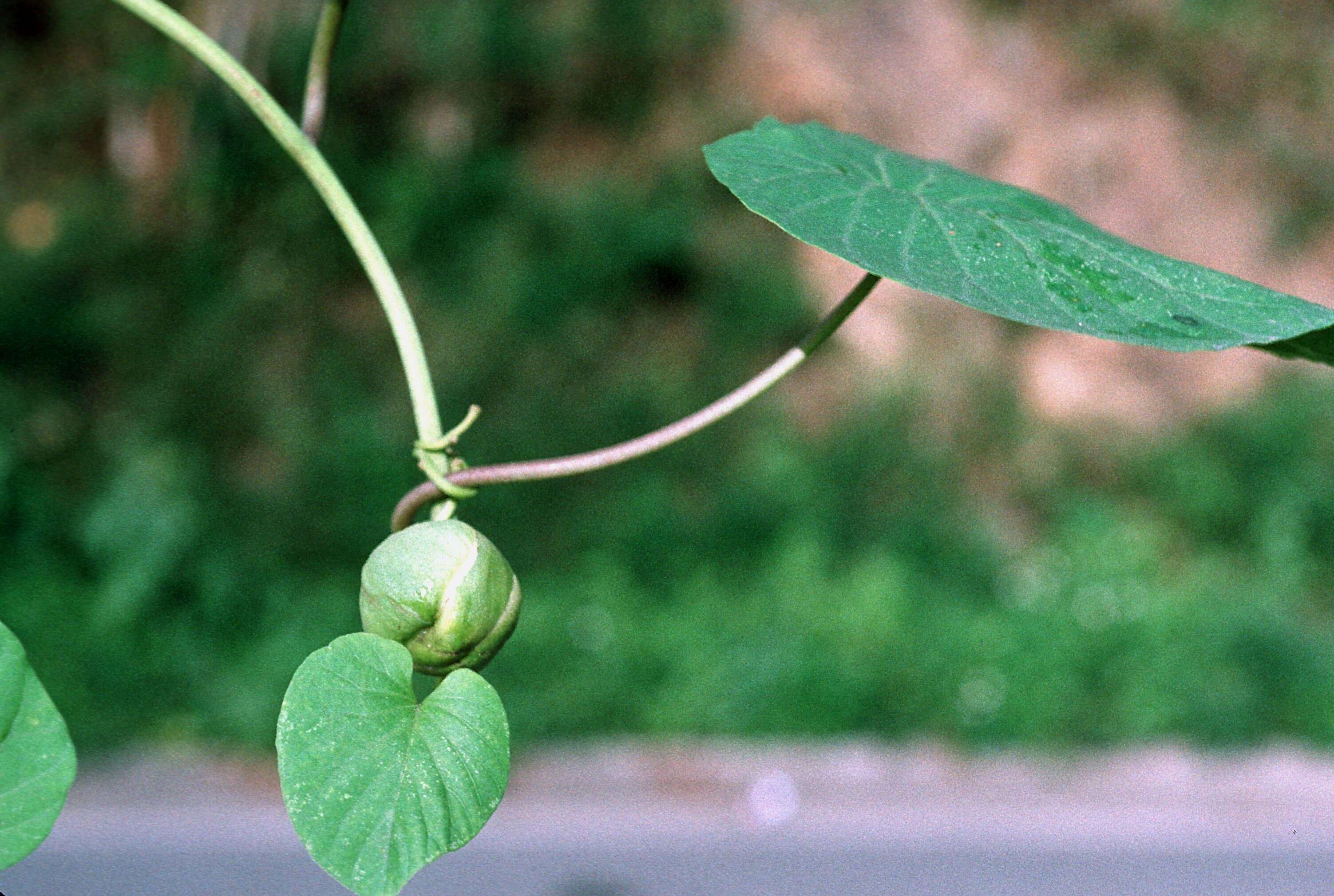 صورة Stictocardia tiliifolia (Desr.) Hall. fil.