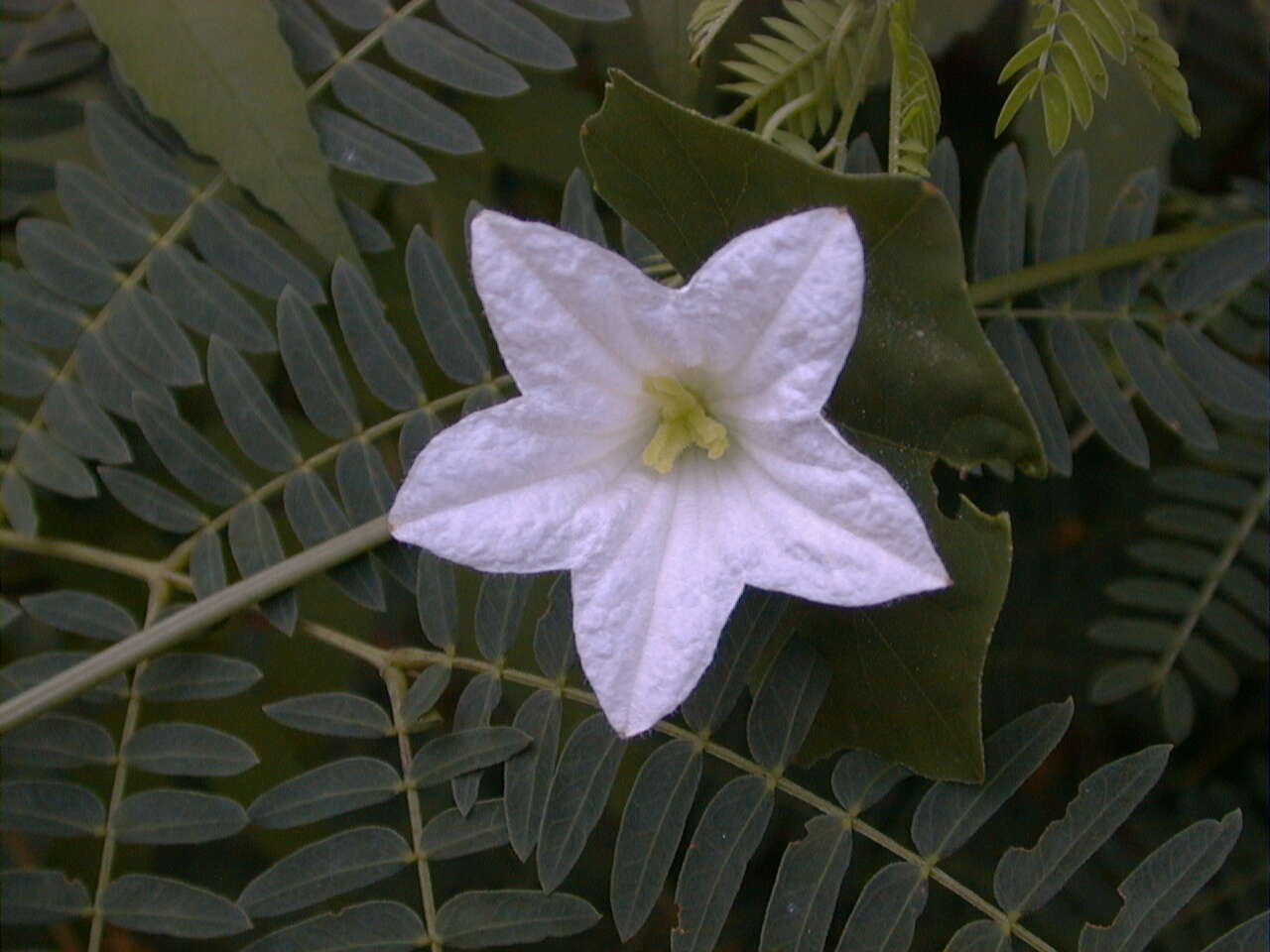 Image of ivy gourd