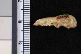 Image of Nelson's Small Eared Shrew