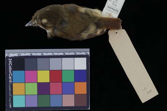 Image of Stub-tailed Spadebill