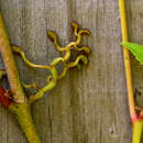 Image of Parthenocissus Planch.