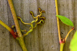 Image of Parthenocissus Planch.