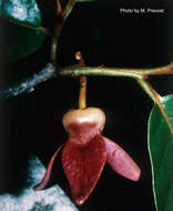 Image of Annona haematantha Miq.