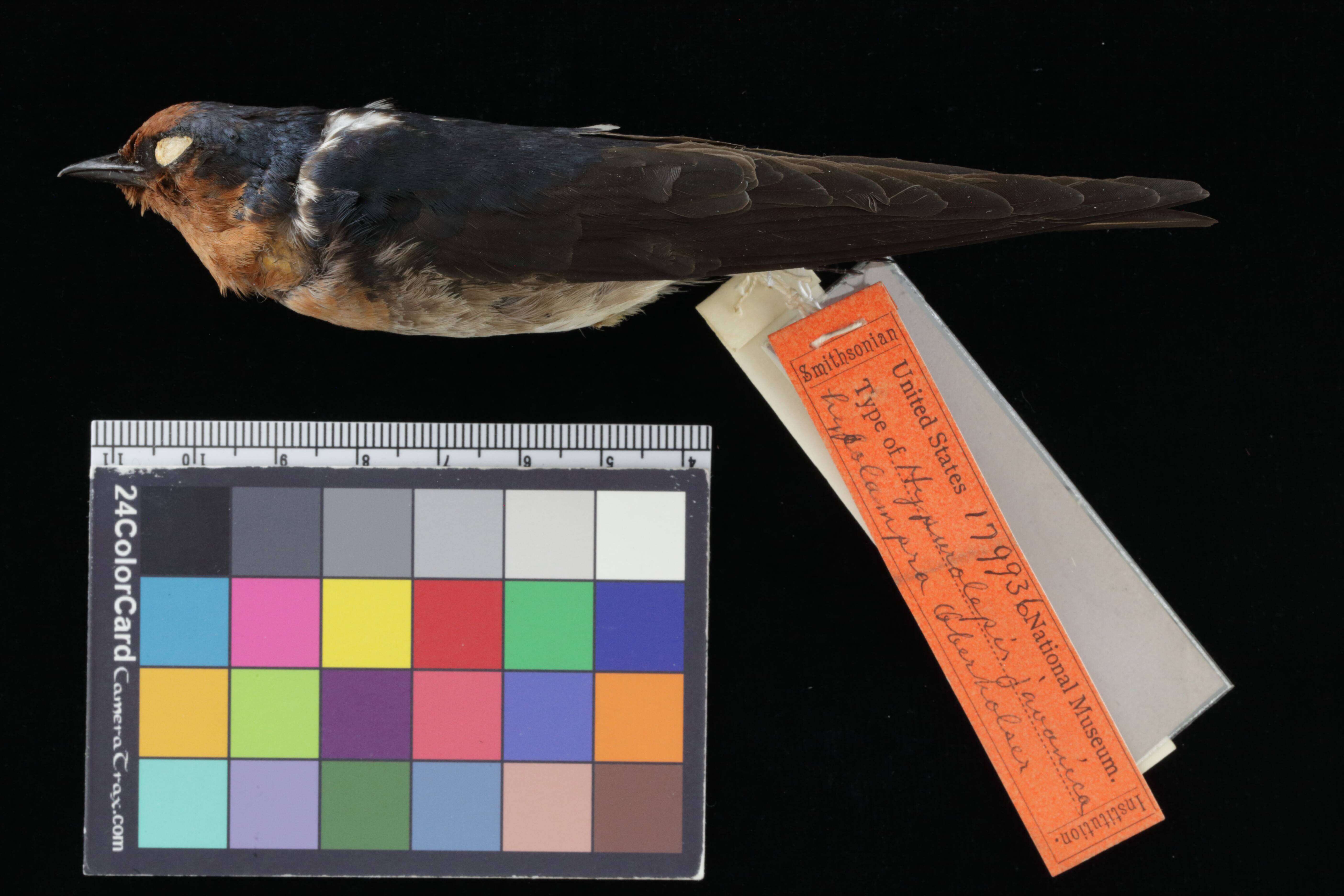 Image of Hirundo tahitica javanica Sparrman 1789