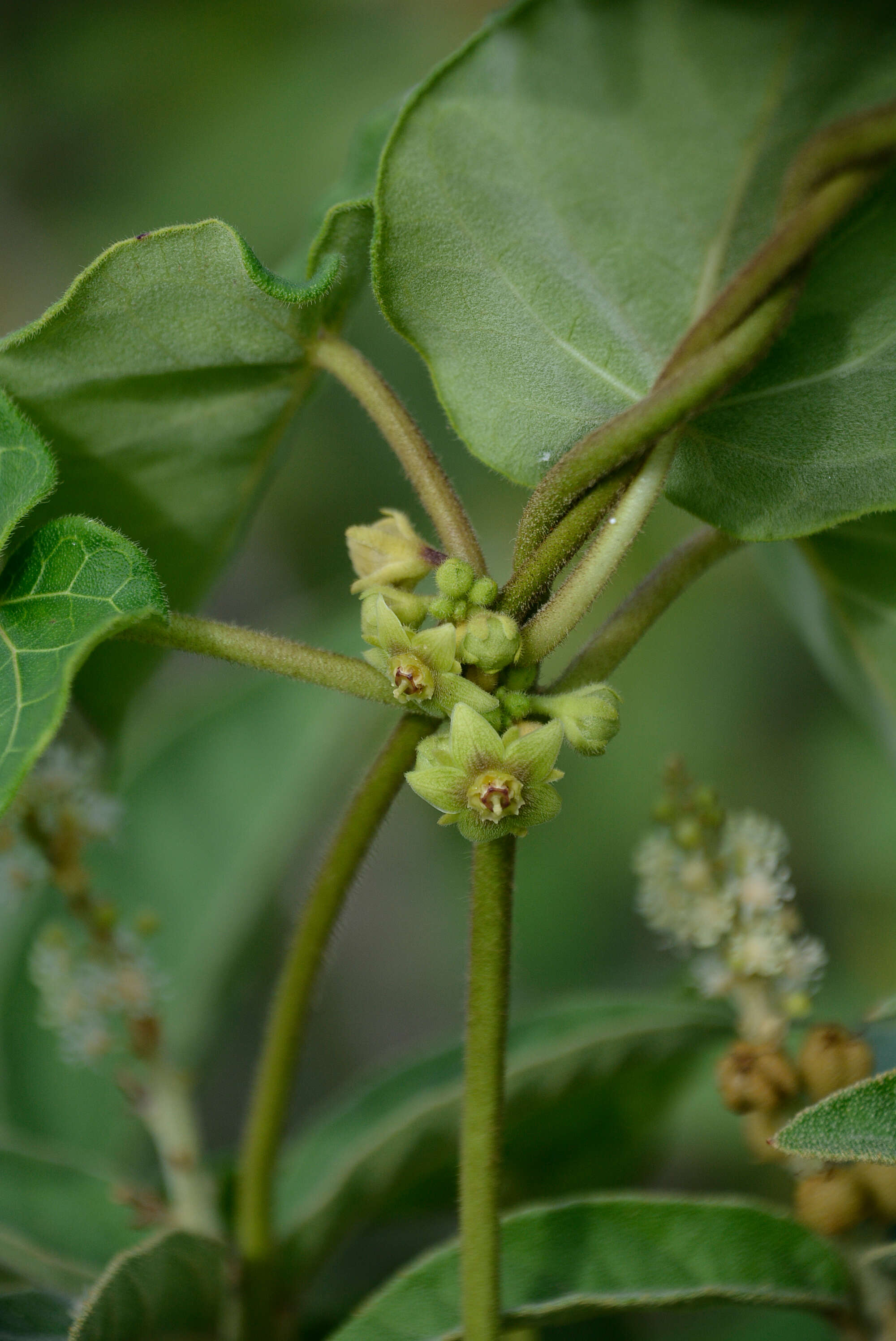 Image of beach milkvine