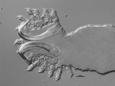 Image de Gyrodactylus cyprinodontis Mizelle & Kritsky 1967