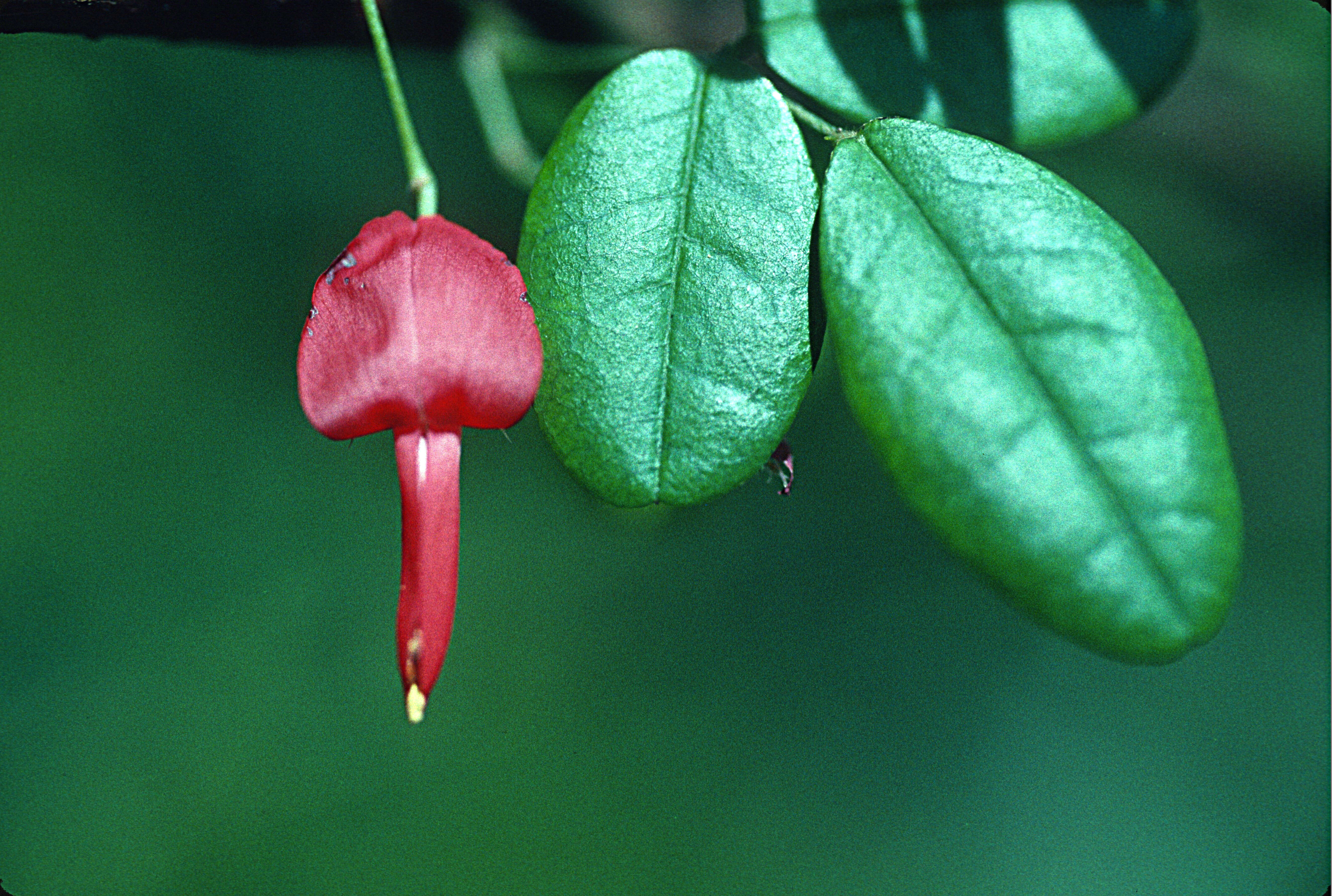 Image of Eggers' milkpea