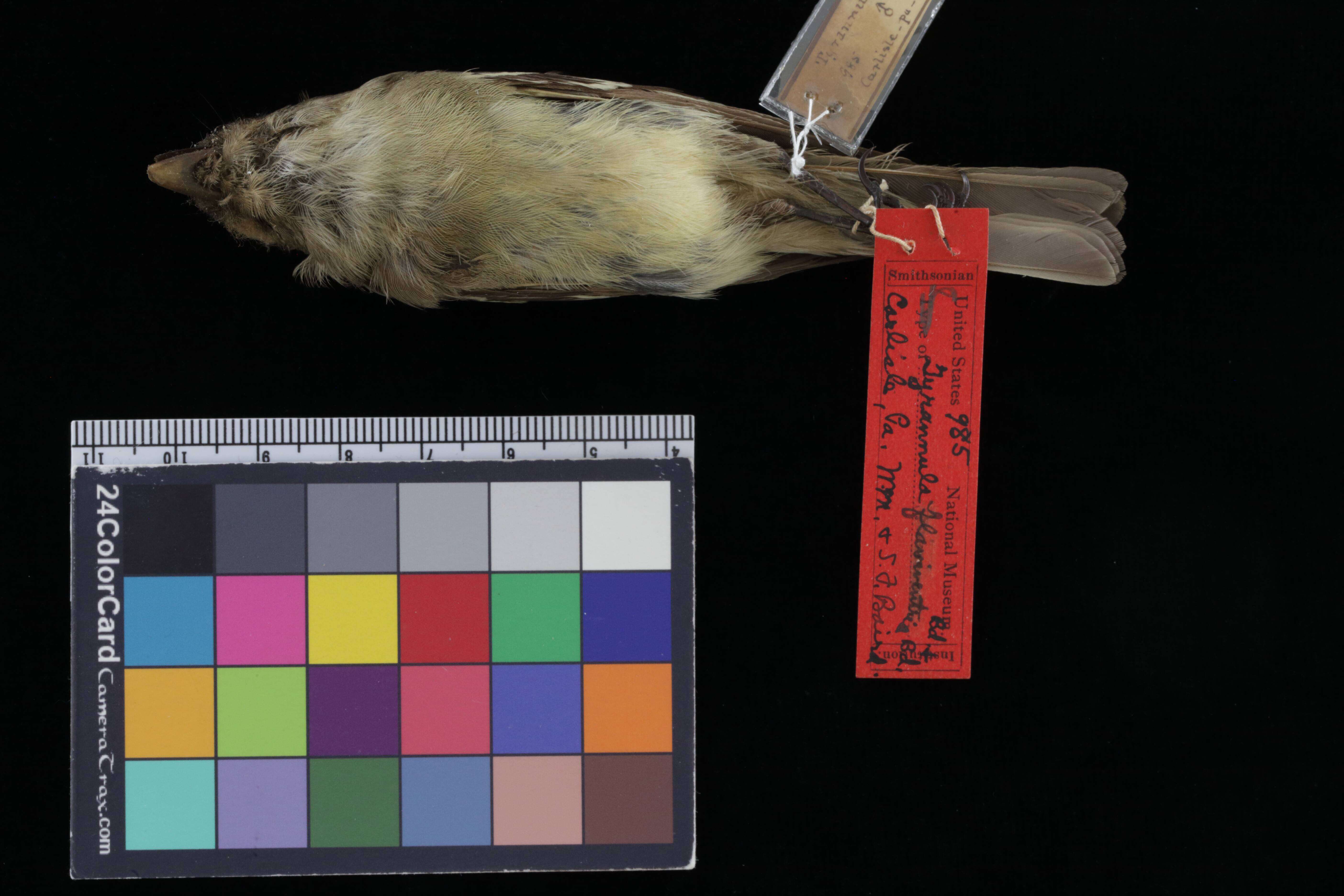 Image of Yellow-bellied Flycatcher