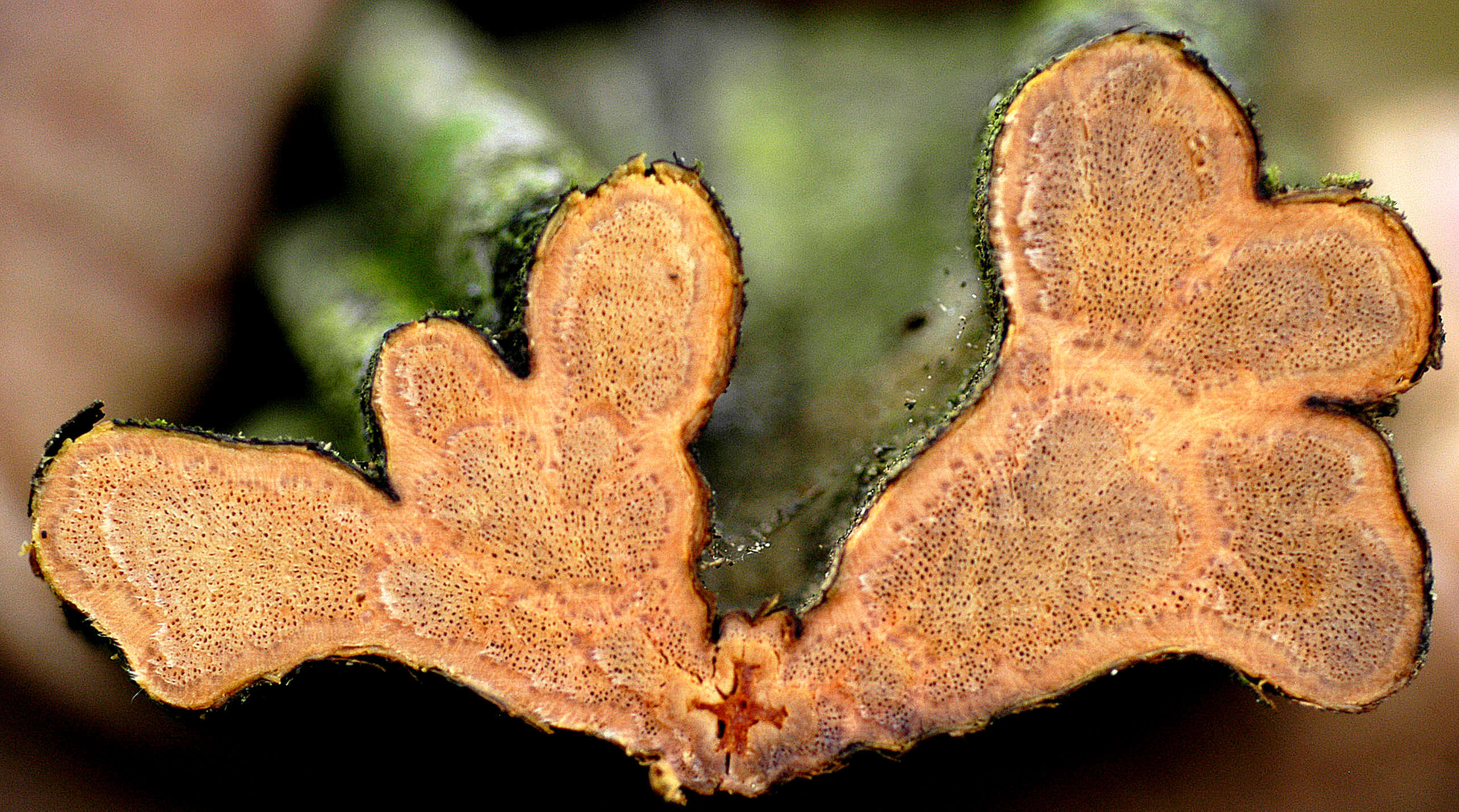 Plancia ëd Bauhinia microstachya (Raddi) J. F. Macbr.