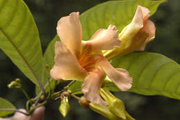 Image de Odontadenia macrantha (Roem. & Schult.) Markgr.