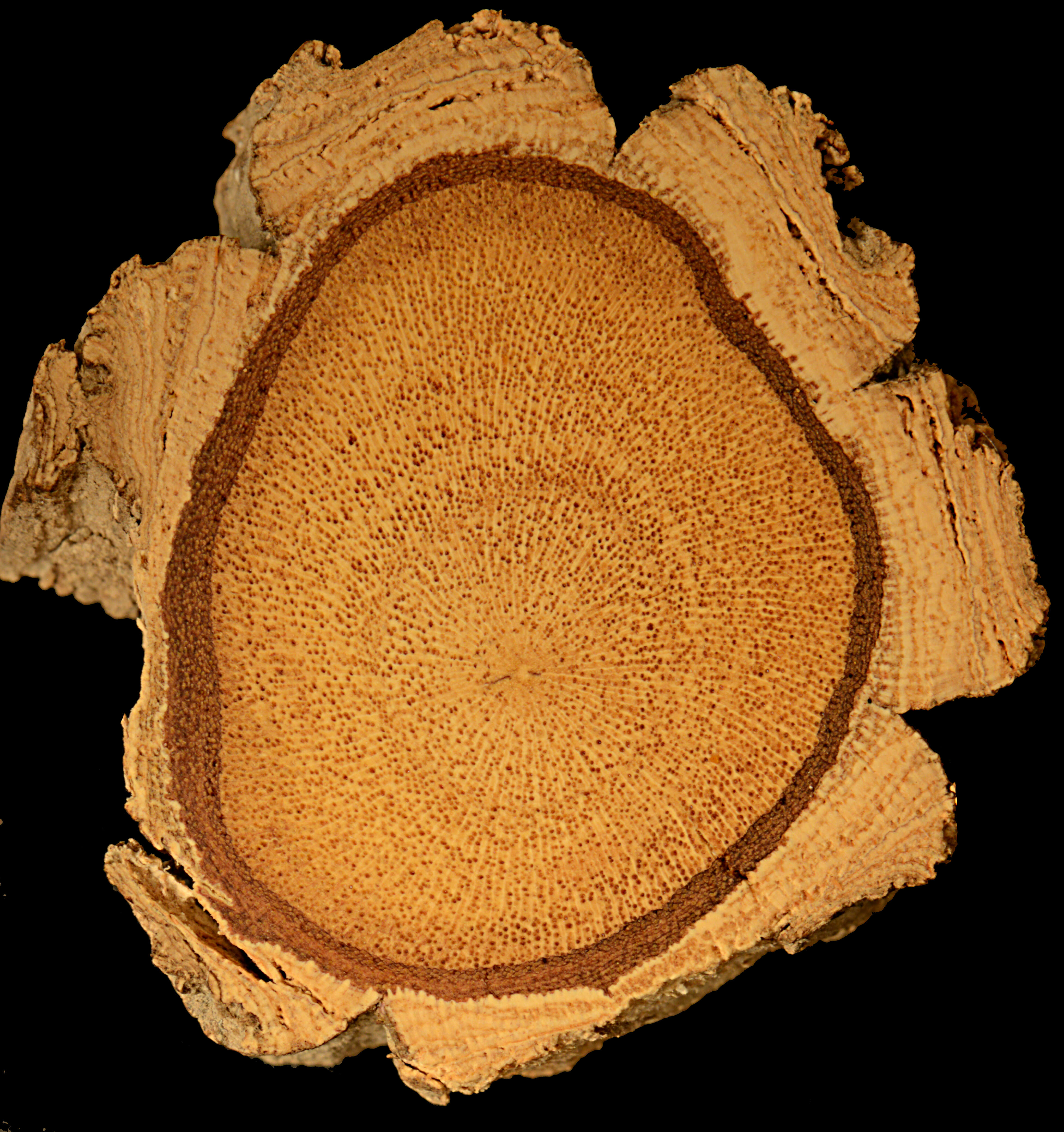 Image of Calyptrion arboreum (L.) Paula-Souza