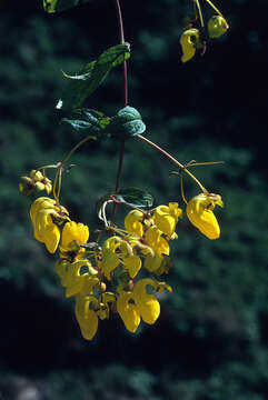 Image of Calceolaria boliviana (Britton ex Rusby) Pennell