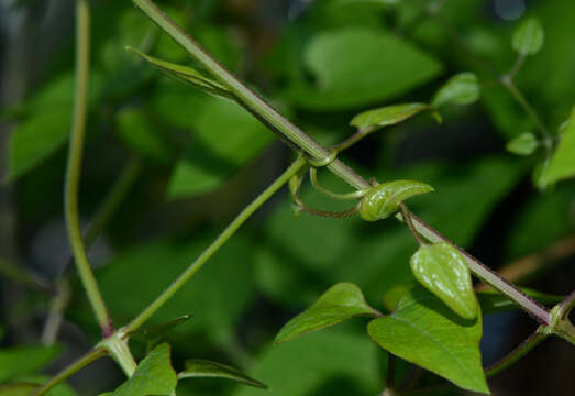 Sivun Clematis L. kuva