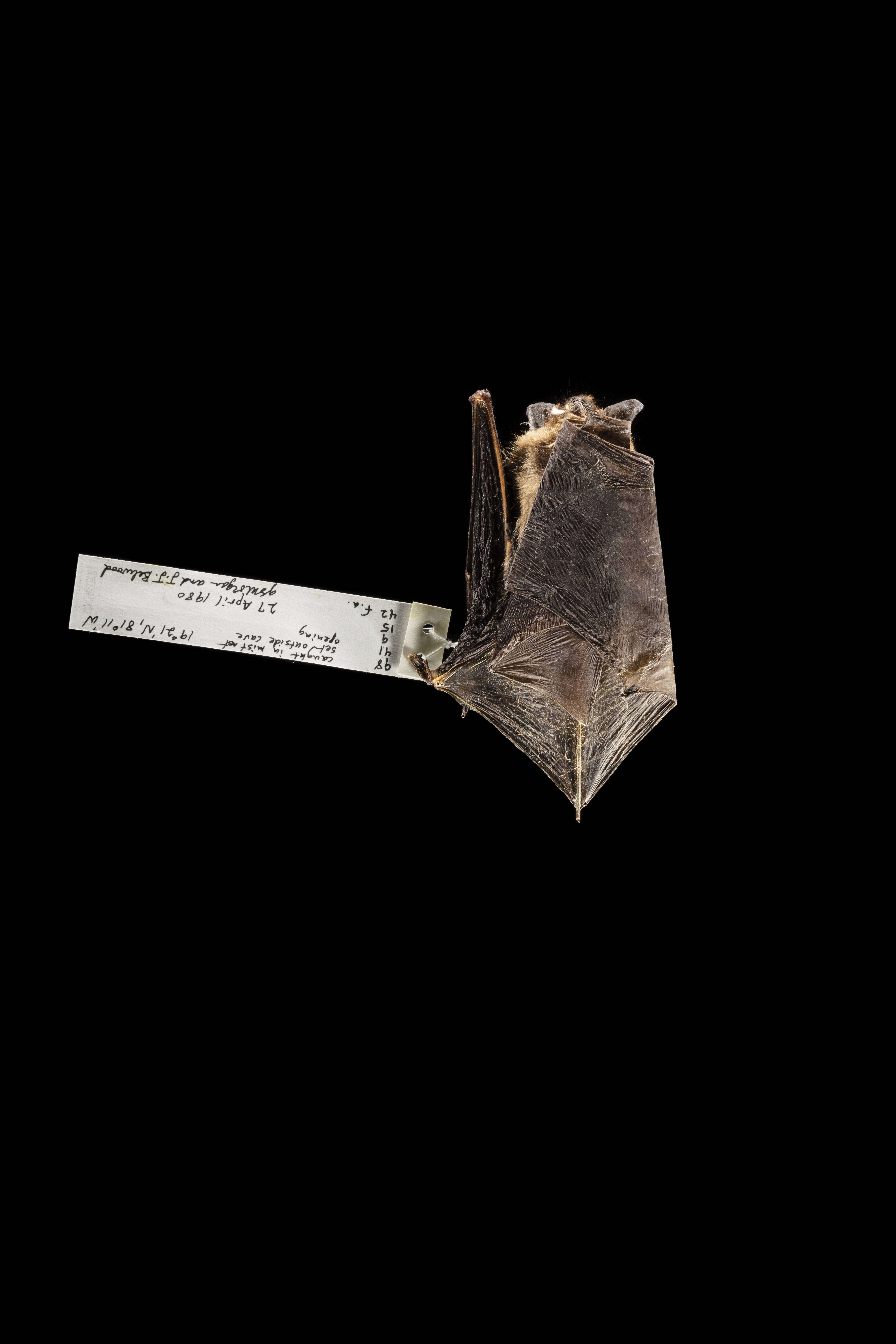Image of Eptesicus fuscus dutertreus (Gervais 1837)
