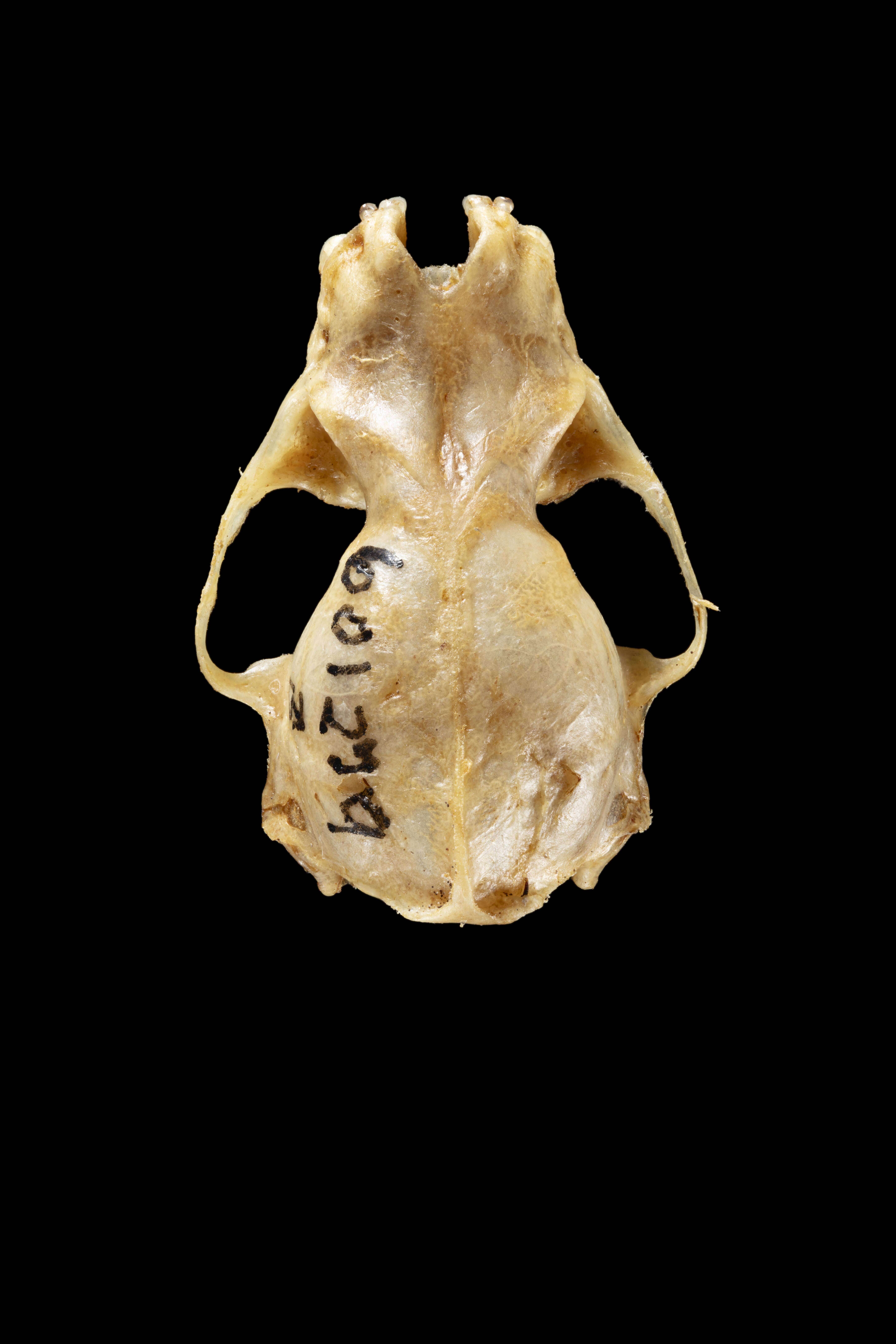 Image of Eptesicus fuscus wetmorei Jackson 1916