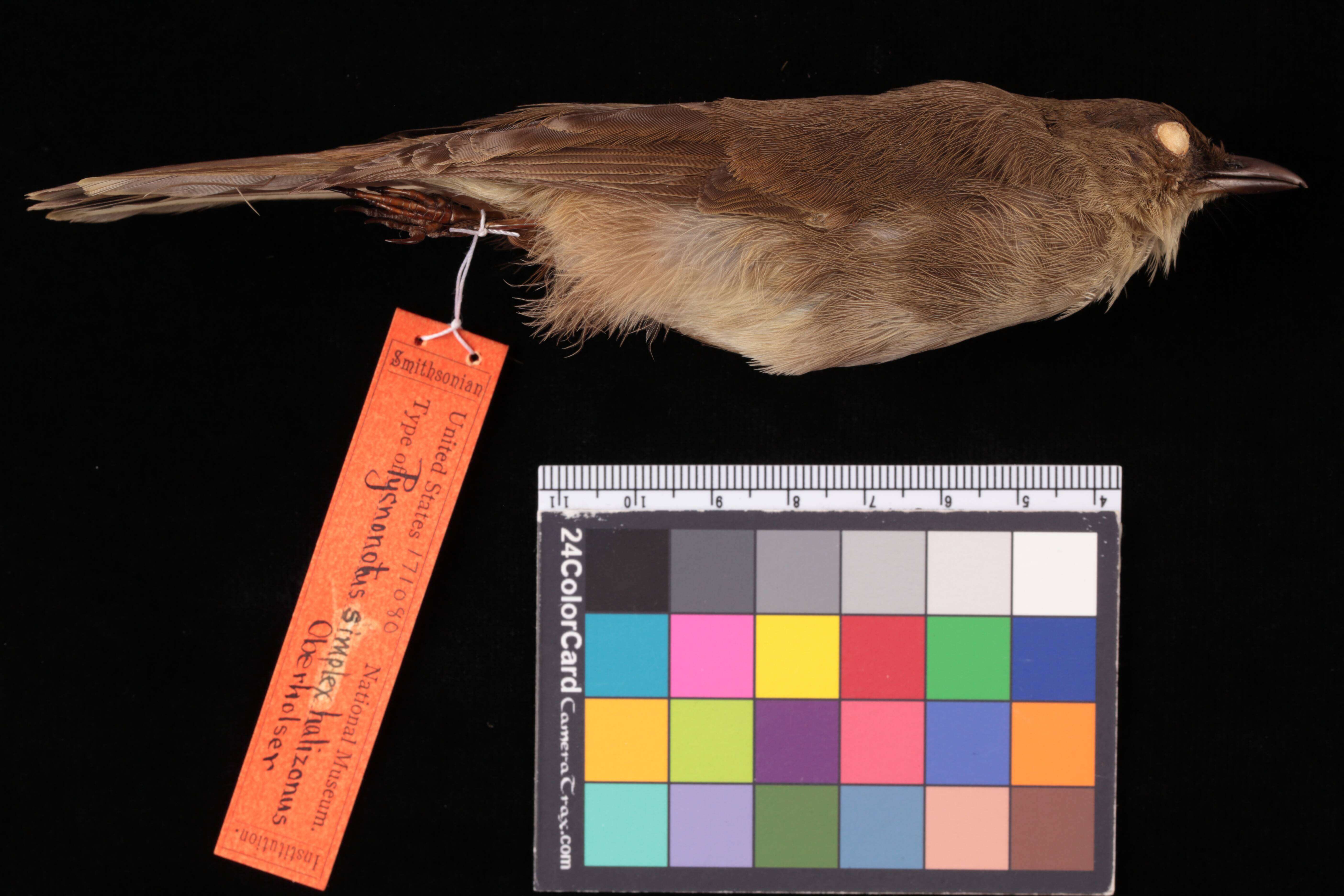 Image of Cream-vented Bulbul (Anambas-Natuna White-eyed)