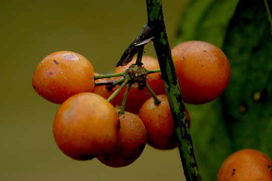 Image of Smilax siphilitica Humb. & Bonpl. ex Willd.